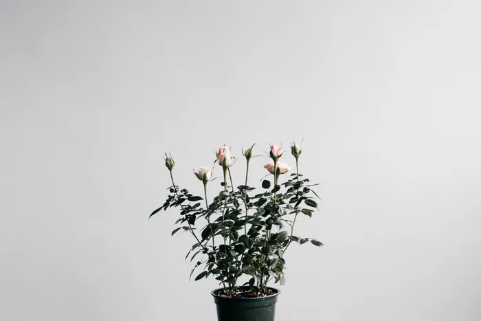 花，植物，盆栽，自然，生长，脆弱，开花植物，自然之美