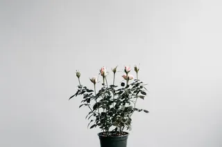 花，植物，盆栽，自然，生长，脆弱，开花植物，自然之美