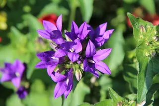 紫罗兰花，开花，紫罗兰，多年生，紫色，春季开花，花朵，开花植物