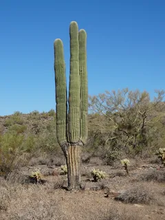 萨瓜罗，沙漠，索诺兰，亚利桑那州，仙人掌，西南部，干旱，凤凰城