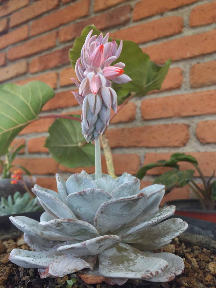 绿色多汁植物，植物，多汁，自然，花园，绿色，装饰，花卉