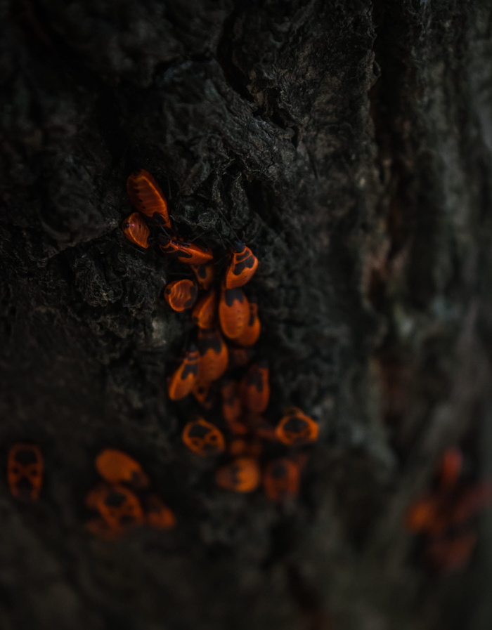 塞尔维亚，贝奥格拉德，乌舍埃，红色，树，特写，虫子，动物