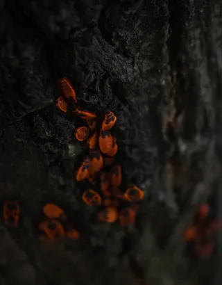 塞尔维亚，贝奥格拉德，乌舍埃，红色，树，特写，虫子，动物