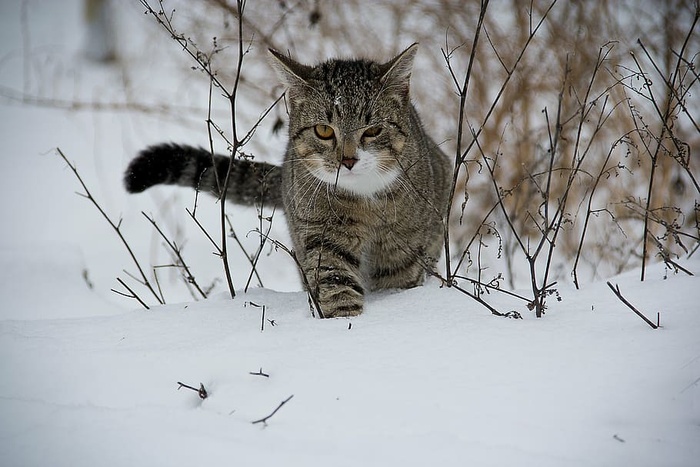 棕色，黑色，斑猫，猫，雪地，动物，雪，家猫