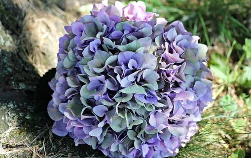 紫绿绣球花盛开 紫绿绣球花盛开