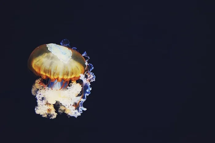 深色，彩色，浅色，水母，水生，动物，海洋，水下