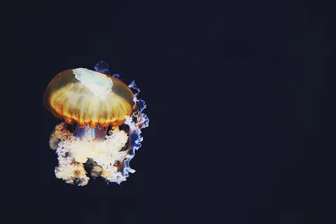 深色,彩色,浅色,水母,水生,动物,海洋,水下 深色,彩色,浅色,水母,水生,动物,海洋,水下