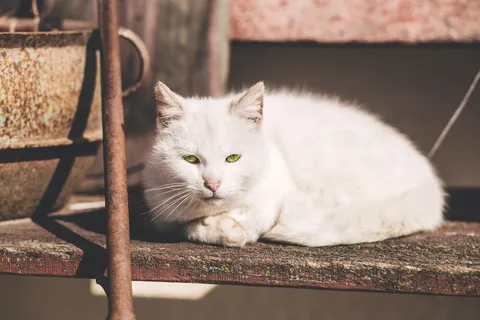 棕色金属棒附近的白色短毛猫 棕色金属棒附近的白色短毛猫