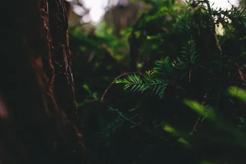 浅,聚焦摄影,绿色,植物,叶子,植物,自然,森林 浅,聚焦摄影,绿色,植物,叶子,植物,自然,森林