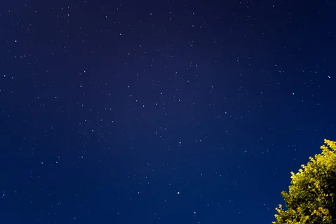 绿叶在黑色的天空下 绿叶在黑色的天空下