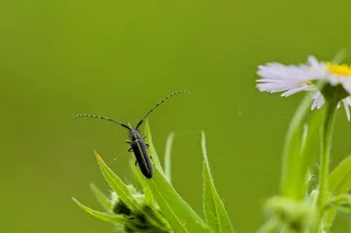 摩羯座、钩状、草、微观世界、昆虫、植物、动物主题、动物