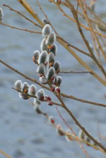 柳树小猫，柳树，春天，开花，多毛，花粉，植物，生长