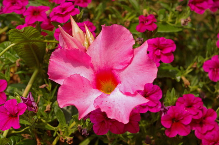 mandevilla，dipladenia，作物，漏斗状，喇叭状，喇叭状，园林植物，漏斗花