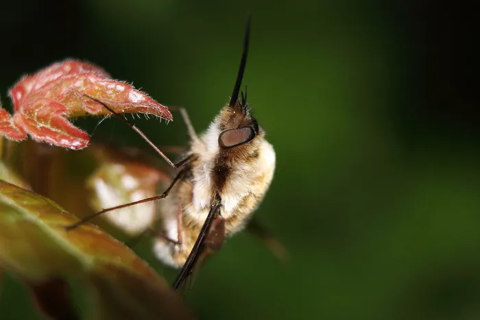 bombylius major，Bombyluis mayor，hummelfliege，昆虫，花蜜，动物，三月，五月