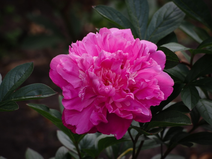 牡丹、草本牡丹、牡丹、粉色、花朵、花朵、植物群、自然