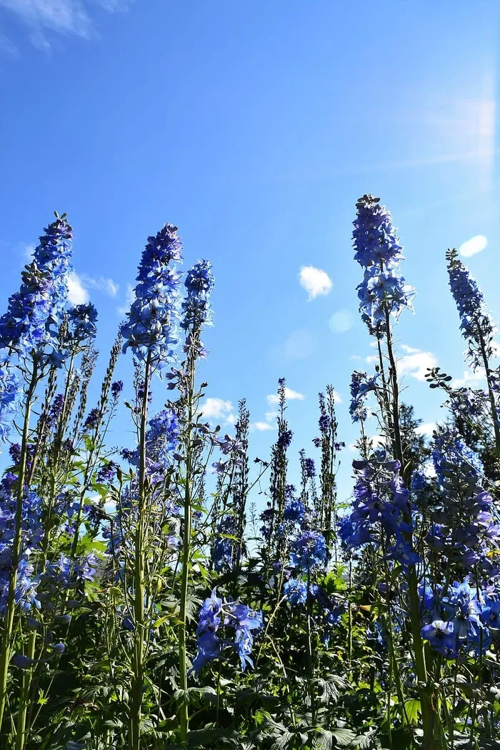 天空，花朵，高大，蓝色，白色，云，绿色，令人振奋
