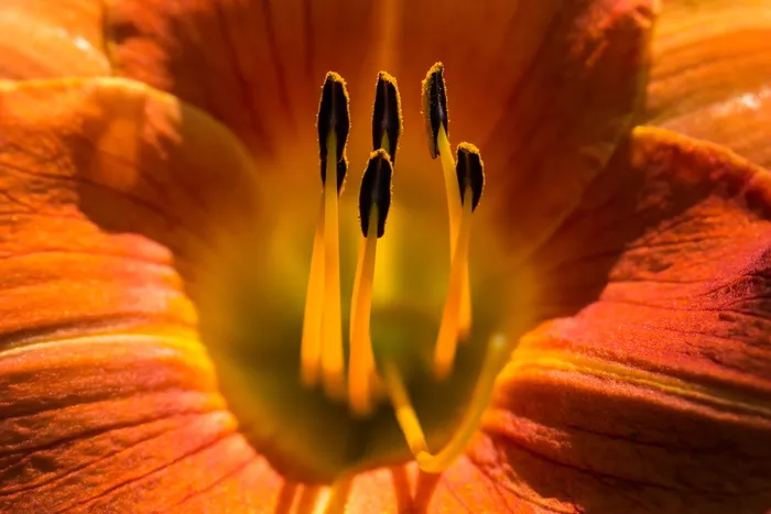 百合，花，花园，花，夏天，橙色，自然之美，开花植物