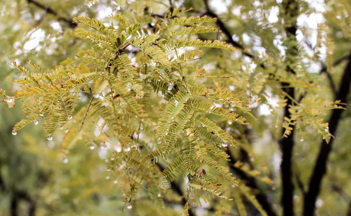 南非、比勒陀利亚、rademeyers、探索、旅行、摄影、黑暗、自然