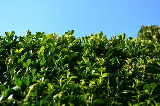 黄杨木，树叶，常绿，绿色，植物部分，植物，绿色，叶