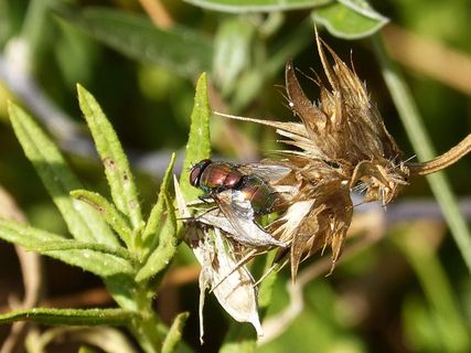选择性，聚焦摄影，瓶蝇栖息，绿色，叶子，肉蝇，讨厌的，红色的蝇