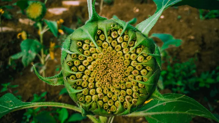 菲律宾，dalaguete，壁纸hd，土地，土地，花卉，向日葵