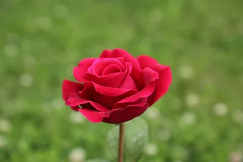 玫瑰,植物,自然,红玫瑰,玫瑰图片,花朵,开花植物,自然之美 玫瑰,植物,自然,红玫瑰,玫瑰图片,花朵,开花植物,自然之美