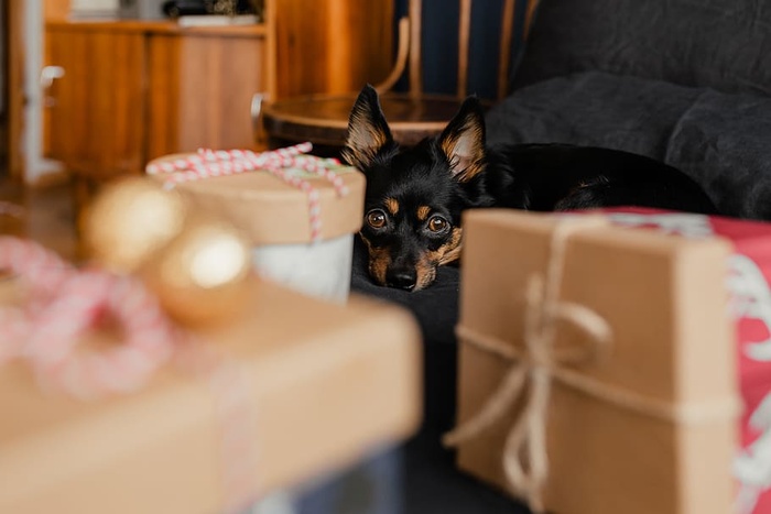 送给可爱小狗的圣诞礼物