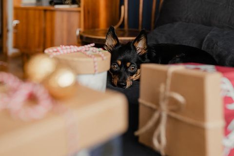送给可爱小狗的圣诞礼物