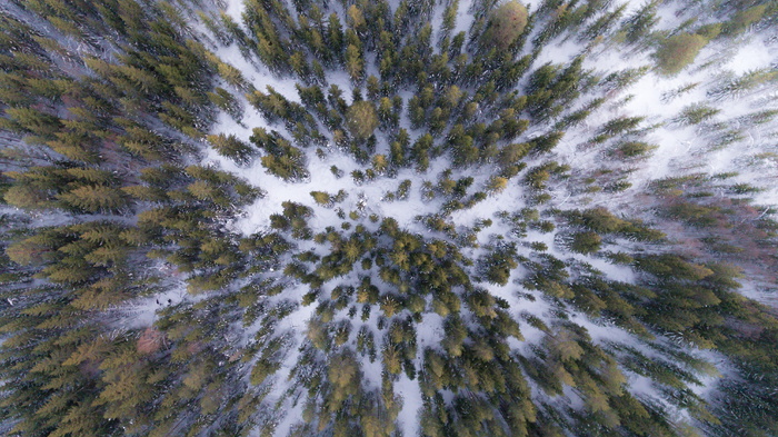 雪地上绿树的航空摄影