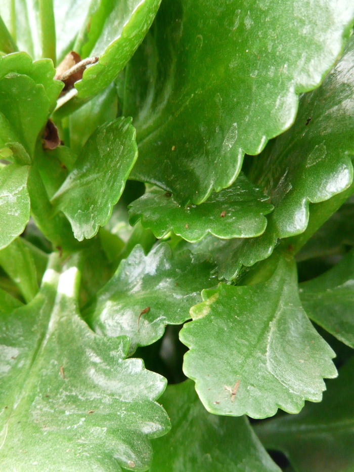 植物，kalanchoe blossfeldiana，叶子，绿色，肉质，kalanchoe globilifera，kalanchoe，厚板温室