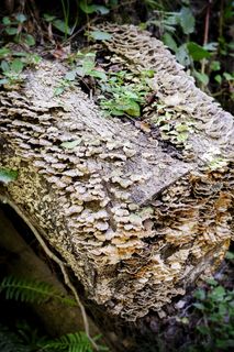 美国，卡托巴，兰德福德运河州立公园，藻类，树木，原木，乡村，纹理