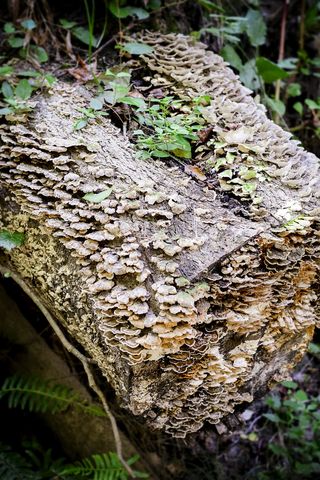 美国，卡托巴，兰德福德运河州立公园，藻类，树木，原木，乡村，纹理