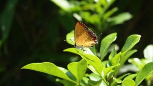 蝴蝶、透光率、树叶、天然、昆虫、无脊椎动物、野生动物、植物部分