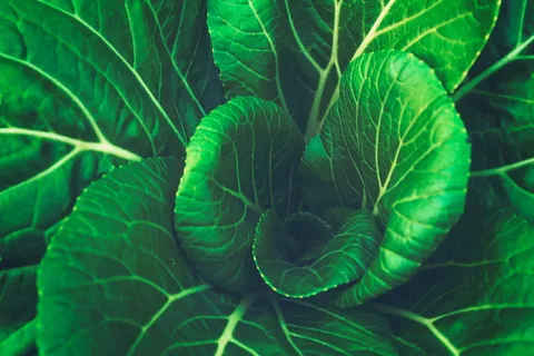 绿色,叶状植物,特写,摄影,叶子,蔬菜,卷心菜,绿色 绿色,叶状植物,特写,摄影,叶子,蔬菜,卷心菜,绿色