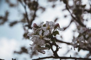 树，天空，花朵，自然，春天，炎热，温暖，花朵