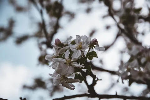 树,天空,花朵,自然,春天,炎热,温暖,花朵 树,天空,花朵,自然,春天,炎热,温暖,花朵