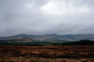 棕色，田野，绿色，树，白色，云，白天，风景