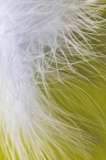 白色羽毛，羽毛，舒适，透气，春季连衣裙，鸟羽毛，羽重，轻盈