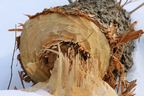 树，海狸，自然，冬天，森林，雪，景观，寒冷