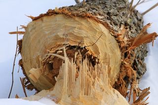 树，海狸，自然，冬天，森林，雪，景观，寒冷