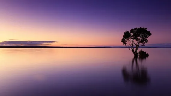 剪影照片,树,身体,水,日落,剪影,自然,风景 剪影照片,树,身体,水,日落,剪影,自然,风景