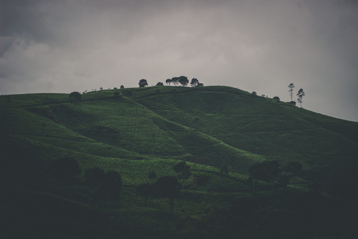 青草山