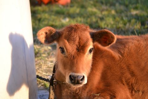 奶牛，小牛，棕色奶牛，泽西奶牛，小母牛，幼畜，牛奶，奶制品
