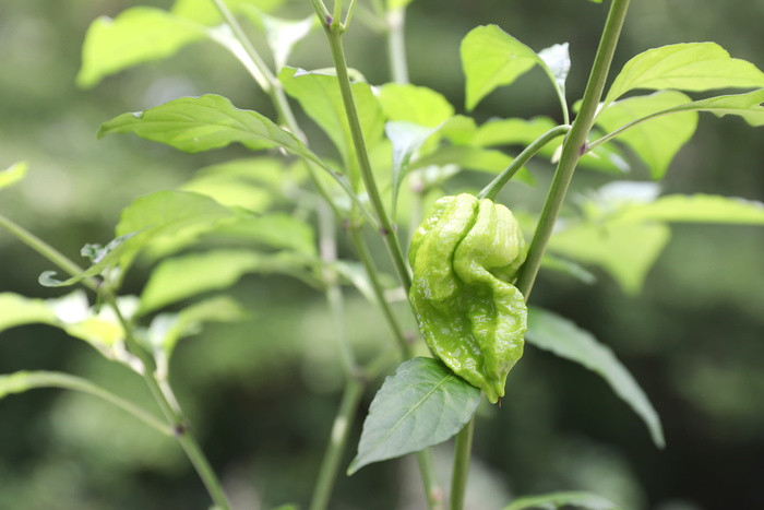 最辣、辣椒、蔬菜、辣椒、辣味、有机、辛辣、bhut jolokia