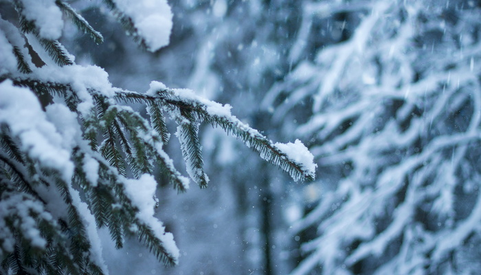 雪松选择性聚焦摄影技术