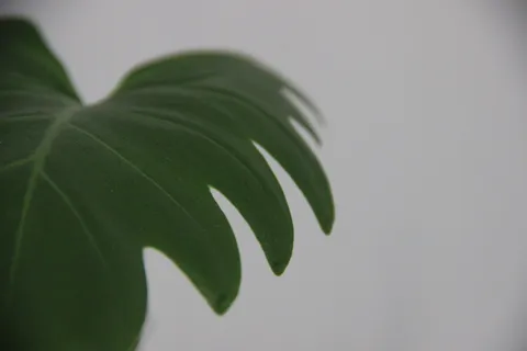 巴西，贝洛奥里藏特，绿色，植物，天然，叶子，最小，细节