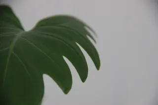 巴西，贝洛奥里藏特，绿色，植物，天然，叶子，最小，细节