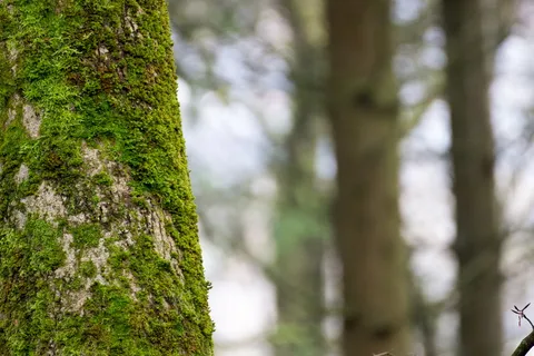 苔藓、原木、腐烂、衰老、树木、沼泽、植物、树干 苔藓、原木、腐烂、衰老、树木、沼泽、植物、树干