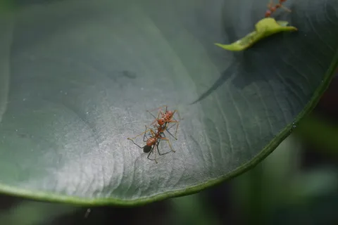 蚂蚁,战斗,战争,树叶,亲吻,爱,家庭,动物 蚂蚁,战斗,战争,树叶,亲吻,爱,家庭,动物