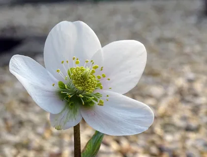 圣诞玫瑰、银莲花、花朵、大自然、植物、花瓣、花蕾、hellebore